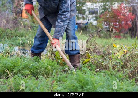 Un homme creusant une pelle de carottes dans un jardin à l'automne Banque D'Images