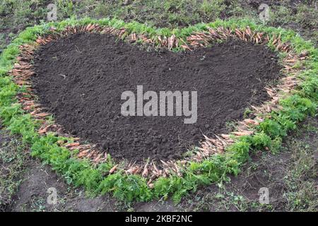 coeur de carottes sur le terrain dans la déclaration d'amour Banque D'Images