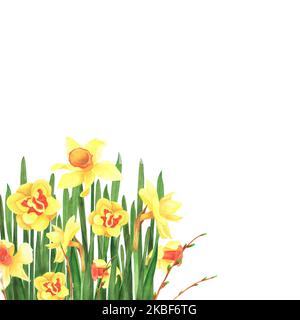 Définir les jonquilles de fleurs de printemps et Forsythia isolées sur fond blanc. Illustration de dessin à main aquarelle. Art pour la décoration, le design, l'accueil ca Banque D'Images