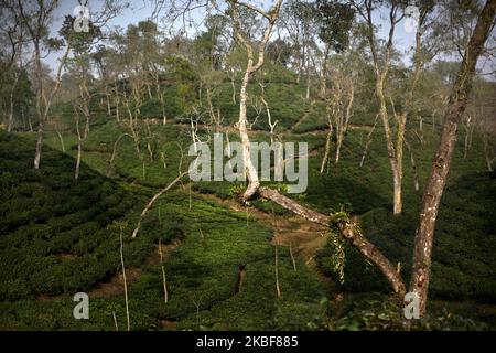 Vue sur un jardin de thé à Sreemangal, Bangladesh, le 24 janvier 2020. (Photo de Syed Mahamudur Rahman/NurPhoto) Banque D'Images