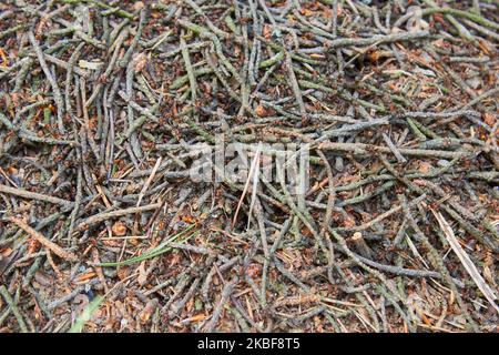 les fourmis construisent un anthill dans une forêt de pins à partir de branches de pins Banque D'Images