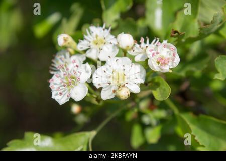 Fleurs d'un buisson aubépine commun ou d'un buisson aubépine à simple ensemencement (Crataegus monogyna). La plante est utilisée dans l'herborisme traditionnel. Banque D'Images