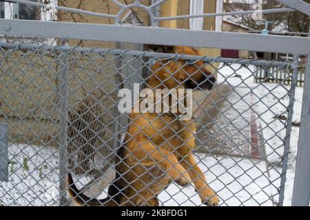 le chien shepherd saute derrière une porte dans la cour Banque D'Images