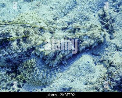 vue portrait d'un grand poisson crocodile sur les fonds marins dans la mer rouge depuis l'egypte Banque D'Images