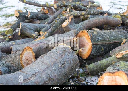 bois en bois en hiver pour le bois de chauffage pour le cottage Banque D'Images