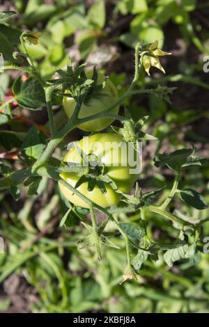 tomates vertes d'arbre poussant sur la branche Banque D'Images