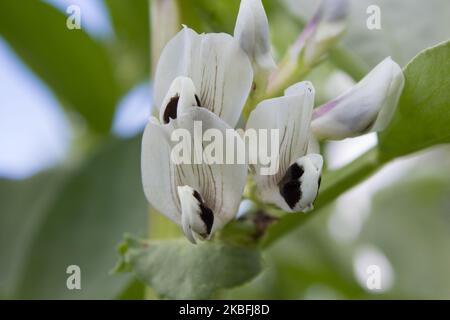 en champ, les pois verts fleurissent dans l'agriculture Banque D'Images