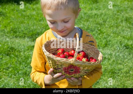 Garçon tenant un panier de fraises et de baies observant Banque D'Images