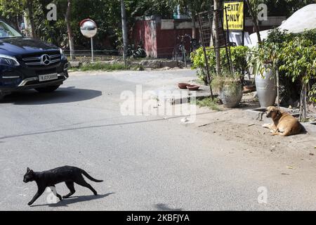 Un chien de rue, une Mercedes noire et un chat noir photographiés dans la rue Hauz Khaz à Delhi, Inde, le 20 mars 2018. (Photo de Krystof Kriz/NurPhoto) Banque D'Images