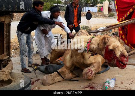 Un tracteur s'est écrasé dans un chariot de chameau causant de graves blessures au chameau. En raison du coup sévère, le chariot s'est également retourné à Pushkar, Rajasthan, Inde le 28 janvier 2020. (Photo par STR/NurPhoto) Banque D'Images