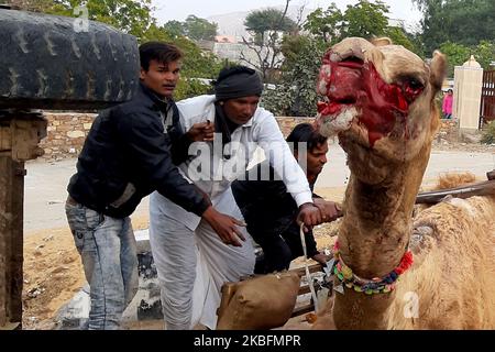 Un tracteur s'est écrasé dans un chariot de chameau causant de graves blessures au chameau. En raison du coup sévère, le chariot s'est également retourné à Pushkar, Rajasthan, Inde le 28 janvier 2020. (Photo par STR/NurPhoto) Banque D'Images