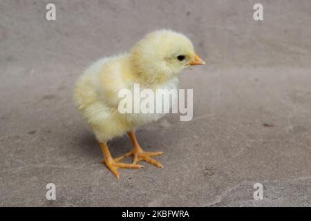 Blanc nouveau-nés petit poulet sur fond gris pierre Banque D'Images