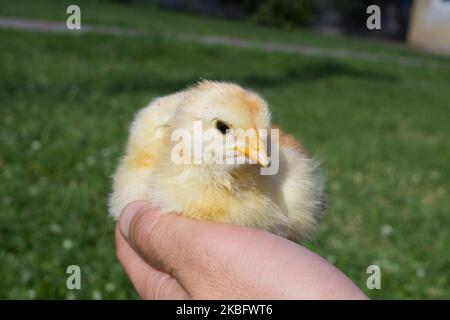 tenir dans les mains les nouveau-nés ferme de poulet Banque D'Images