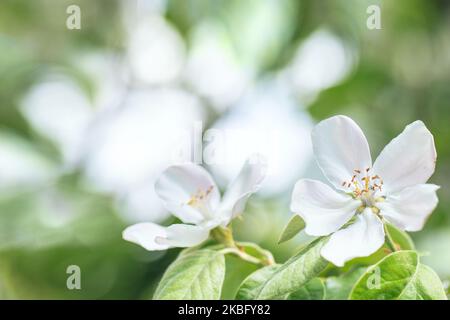 Gros plan sélectif doux et focalisé sur la branche de pommier à fleurs avec des fleurs blanches sur fond flou de bokeh de feuilles vertes. Fleur nature sprin Banque D'Images