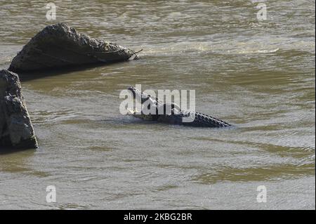 Un crocodile sauvage pris dans un pneu de moto se bronzer à la surface d'une rivière à Palu, dans le centre de Sulawesi, en Indonésie, le 2 février 2020. Le crocodile a été vu pour la première fois dans de telles conditions en septembre 2016. Le Centre pour la conservation et les ressources naturelles (BKSDA) de Central Sulawesi a organisé un concours qui donnerait des prix à quiconque a réussi à libérer les pneus piégés sur le cou du crocodile. Mais sur 2 février 2020, le concours a été arrêté parce qu'une équipe conjointe du ministère de l'Environnement et des forêts (KLHK) a été formée pour secourir cette semaine. Deux ans plus tôt, plusieurs animaux amateurs orga Banque D'Images