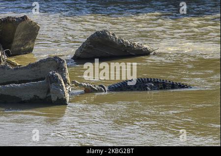Un crocodile sauvage pris dans un pneu de moto se bronzer à la surface d'une rivière à Palu, dans le centre de Sulawesi, en Indonésie, le 2 février 2020. Le crocodile a été vu pour la première fois dans de telles conditions en septembre 2016. Le Centre pour la conservation et les ressources naturelles (BKSDA) de Central Sulawesi a organisé un concours qui donnerait des prix à quiconque a réussi à libérer les pneus piégés sur le cou du crocodile. Mais sur 2 février 2020, le concours a été arrêté parce qu'une équipe conjointe du ministère de l'Environnement et des forêts (KLHK) a été formée pour secourir cette semaine. Deux ans plus tôt, plusieurs animaux amateurs orga Banque D'Images