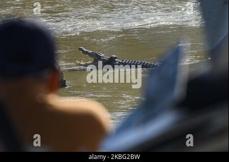 Un crocodile sauvage pris dans un pneu de moto se bronzer à la surface d'une rivière à Palu, dans le centre de Sulawesi, en Indonésie, le 2 février 2020. Le crocodile a été vu pour la première fois dans de telles conditions en septembre 2016. Le Centre pour la conservation et les ressources naturelles (BKSDA) de Central Sulawesi a organisé un concours qui donnerait des prix à quiconque a réussi à libérer les pneus piégés sur le cou du crocodile. Mais sur 2 février 2020, le concours a été arrêté parce qu'une équipe conjointe du ministère de l'Environnement et des forêts (KLHK) a été formée pour secourir cette semaine. Deux ans plus tôt, plusieurs animaux amateurs orga Banque D'Images