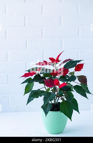 Belle étoile rouge de fleur de poinsettia dans un pot vert de céramique sur une table blanche en face du mur de brique. Un symbole du nouvel an et de Noël Banque D'Images