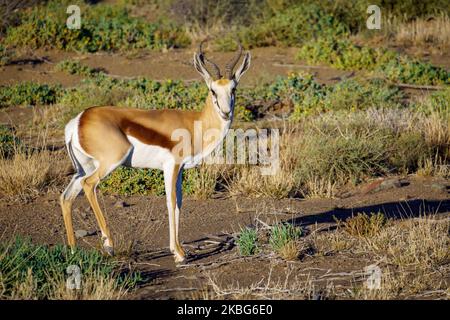 Springbok (Antidorcas marsupialis). Parc national de Karoo, Beaufort West, Western Cape, Afrique du Sud Banque D'Images