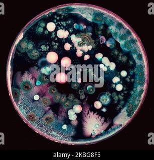 Colonies de micro-organismes à la surface de la gélose dans une boîte de Pétri bactéries et champignons à partir de la surface d'un téléphone cellulaire dans une boîte de Pétri Banque D'Images