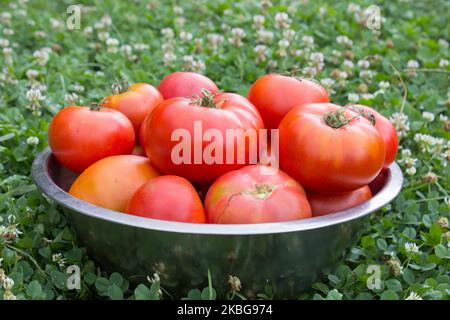 tomates mûres dans un grand bol sur l'herbe Banque D'Images