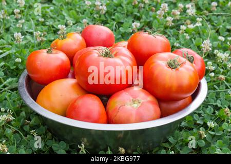 tomates mûres dans un grand bol sur l'herbe Banque D'Images