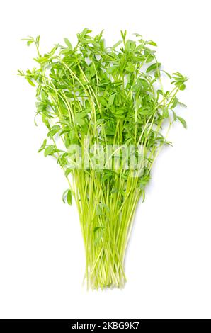 Bouquet de lentilles fraîches brunes microvertes. Plantules, pousses et jeunes plantes prêtes à manger d'une variété de Lens culinaris ou aussi Lens esculenta. Banque D'Images