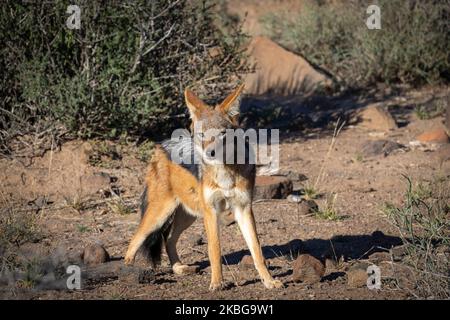 Jackal à dos noir ou argenté (Lupullella mesomelas). LKaroo, Beaufort West, Western Cape, Afrique du Sud Banque D'Images