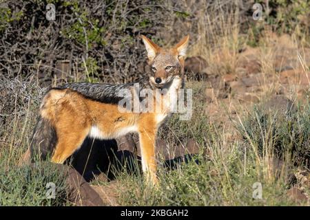 Jackal à dos noir ou argenté (Lupullella mesomelas). LKaroo, Beaufort West, Western Cape, Afrique du Sud Banque D'Images