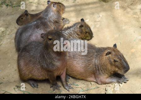 Famille de capybara assis ensemble dans le zoo au Vietnam Banque D'Images