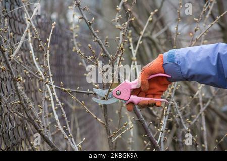 Travail dans le jardin. Homme coupant des branches de buissons de baies à l'aide d'un sécateur. Banque D'Images