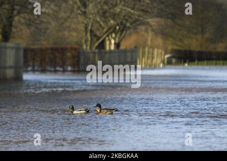 La rivière Tweed est considérée comme ayant inondé ses berges aux frontières écossaises sur 09 février 2020 près de Kelso, au Royaume-Uni. Des avertissements météorologiques ambrés sont en place lorsque des rafales de 90mph et de fortes pluies balaient à travers le Royaume-Uni et que les voyageurs sont confrontés aux perturbations de Storm Ciara. Les compagnies ferroviaires d'Angleterre, d'Écosse et du pays de Galles ont exhorté les passagers à ne pas voyager et ont déclaré qu'ils opérera des horaires réduits et des restrictions de vitesse tout au long de la journée. (Photo par Ewan Bootman/NurPhoto) Banque D'Images