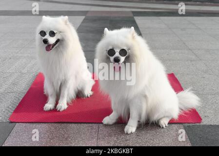 Deux chiens samoyés en lunettes de soleil assis au Vietnam Banque D'Images