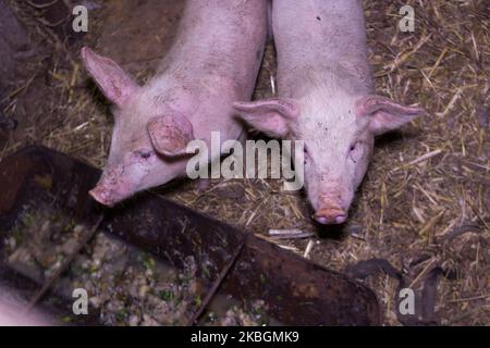 Deux jeunes porcelets sur le foin et la paille dans une ferme de reproduction de porcs Banque D'Images