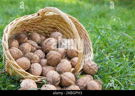 Noix fraîchement rassemblées dans un panier en bois tissé Banque D'Images