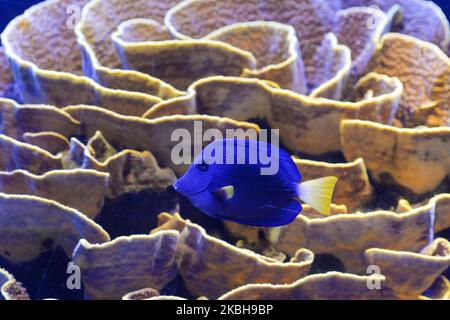 Un exemple de Yellowtail Tang (Zebrasoma Xanthurum) vu à l'aquarium du parc marin de l'observatoire sous-marin dans la ville balnéaire israélienne d'Eilat, sur les rives de la mer Rouge. Samedi, 1 février 2020, à Eilat, Israël. (Photo par Artur Widak/NurPhoto) Banque D'Images