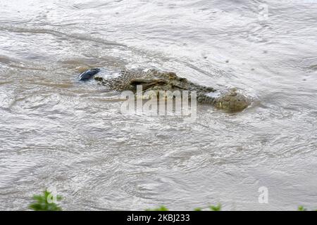 Un crocodile sauvage piégé dans un pneu de moto est de nouveau apparu dans la rivière Palu, au centre de Sulawesi, en Indonésie, sur 27 février 2020. Le crocodile qui a été enroulé avec des pneus de moto depuis 2016 et est devenu une préoccupation mondiale n'a pas été sauvé. Diverses méthodes utilisées pour attraper et libérer les pneus qui ont ensafé le cou du crocodile n'ont pas été couronnés de succès. (Photo par Mohamad Hamzah/NurPhoto) Banque D'Images