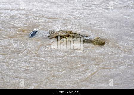 Un crocodile sauvage piégé dans un pneu de moto est de nouveau apparu dans la rivière Palu, au centre de Sulawesi, en Indonésie, sur 27 février 2020. Le crocodile qui a été enroulé avec des pneus de moto depuis 2016 et est devenu une préoccupation mondiale n'a pas été sauvé. Diverses méthodes utilisées pour attraper et libérer les pneus qui ont ensafé le cou du crocodile n'ont pas été couronnés de succès. (Photo par Mohamad Hamzah/NurPhoto) Banque D'Images