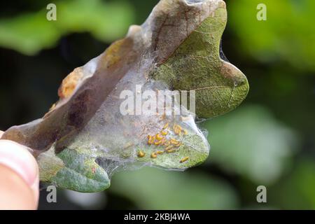 Un nid ou une bande de jeunes chenilles de la Moth à queue brune Euproctis chrysorrhoea sur la feuille. Banque D'Images