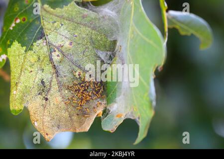 Un nid ou une bande de jeunes chenilles de la Moth à queue brune Euproctis chrysorrhoea sur la feuille. Banque D'Images