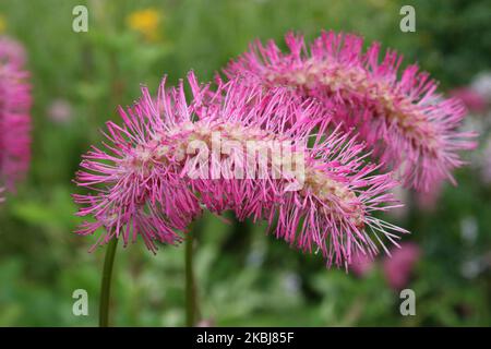 Fleurs de Burnett japonais (Sanguisorba obtusa). Banque D'Images