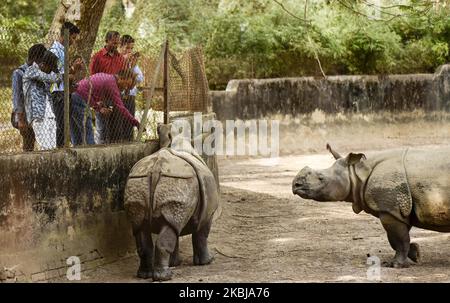 Les visiteurs regardent deux rhinocéros à une cornes comme le zoo d'État d'Assam à Guwahati, Assam, Inde lundi, 2 mars 2020. La Journée mondiale de la faune est célébrée à 3 mars. Cette année, le thème est soutenir toute la vie sur Terre. (Photo de David Talukdar/NurPhoto) Banque D'Images