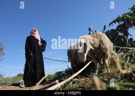 Le palestinien Sohayla al-Najjar s'occupe des moutons à l'extérieur de sa maison, à Khan Yunis, dans le sud de la bande de Gaza, sur 5 mars 2020. (Photo de Majdi Fathi/NurPhoto) Banque D'Images