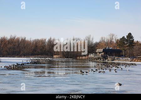 Les bernaches du Canada reposent sur la glace d'un étang gelé au parc de l'étang Toogood, dans la petite ville historique de Unionville, Ontario, Canada, sur 7 mars 2020. (Photo de Creative Touch Imaging Ltd./NurPhoto) Banque D'Images