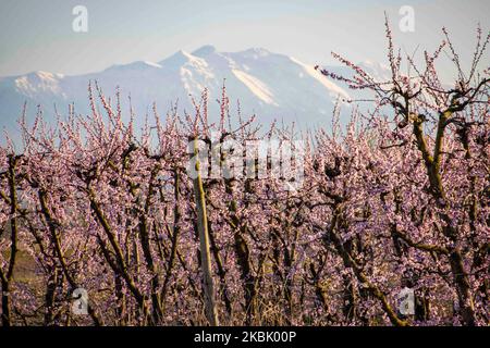 Vergers de Peachtree avec des branches fleuris dans la plaine de Veria, en Macédoine centrale Grèce, au printemps. Les pétales blancs, roses et pourpres des fleurs de branches d'arbres de pêche dans les champs de la région d'Imathia sont un symbole de la nature, de la source et de la région. Le Mont Olympus est recouvert de neige en arrière-plan. 13 mars 2020 (photo de Nicolas Economou/NurPhoto) Banque D'Images