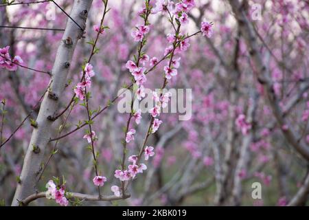 Vergers de Peachtree avec des branches fleuris dans la plaine de Veria, en Macédoine centrale Grèce, au printemps. Les pétales blancs, roses et pourpres des fleurs de branches d'arbres de pêche dans les champs de la région d'Imathia sont un symbole de la nature, de la source et de la région. Le Mont Olympus est recouvert de neige en arrière-plan. 13 mars 2020 (photo de Nicolas Economou/NurPhoto) Banque D'Images