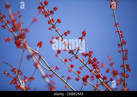 Un érable rouge (Acer rubrum) fleurit avec des fleurs rouges à Cracovie, en Pologne. Janvier on15th Mars 2020. (Photo de Beata Zawrzel/NurPhoto) Banque D'Images