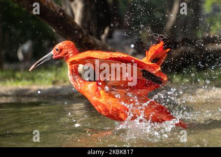 L'ibis écarlate (Eudocimus ruber) dans l'eau Banque D'Images