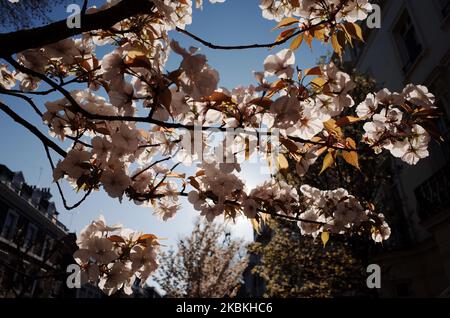 Un arbre fleurit dans le quartier de Lancaster Gate à Londres, en Angleterre, sur 25 mars 2020. Londres a connu des journées consécutives de temps ensoleillé, doux et printanier cette semaine, les conditions devraient rester largement les mêmes dans les jours à venir. Le changement de temps, Cependant, a coïncidé avec les conditions de verrouillage imposées lundi soir par le Premier ministre britannique Boris Johnson pour lutter contre la propagation du coronavirus Covid-19, les citoyens étant invités à ne pas quitter la maison autre que d'acheter des fournitures essentielles ou, s'ils le souhaitent, à faire de l'exercice une fois par jour. (Photo de David Cliff/NurPhoto) Banque D'Images