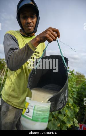 Un fermier verse un engrais liquide dans un récipient pour fertiliser ses cultures végétales dans le village de Baliase, Sigi Regency, province centrale de Sulawesi, Indonésie sur 30 mars 2020. Le Ministère indonésien de l'agriculture continue de stimuler la production agricole dans le contexte de l'épidémie de COVID-19, en particulier les cultures vivrières, afin d'assurer l'accès à la nourriture pour la communauté qui n'est actuellement pas en train de sortir et de travailler à domicile. Le gouvernement indonésien ne met pas en œuvre une politique centralisée de verrouillage pour minimiser la propagation du coronavirus, mais laisse la responsabilité à chaque directeur régional de déterminer le sien Banque D'Images